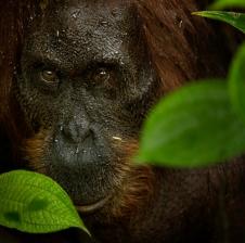 orang_utan