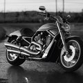 Falcon1984