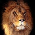 Kaurus