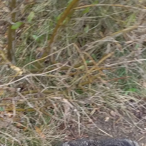 коты