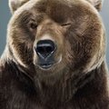 teddique