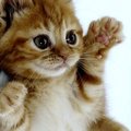 KungFuCat