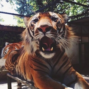 tigress