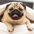 Pug