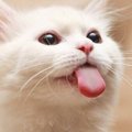 Moscow_Cat
