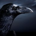 Crow666999