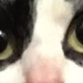 BrooklynCat