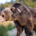 GrizzlYSeX8
