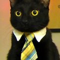 _MeowMeow