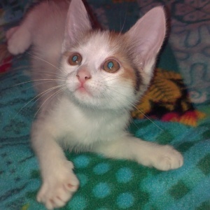 I really want to have a cat.