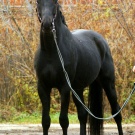 Russian riding horse