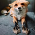 fuckfoxfuck