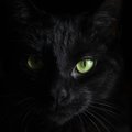 Black_Velvet