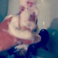 SQUIRTIK3