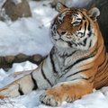 1StrongTiger1