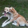 Vanzorgoo