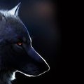 Imnothere-com