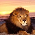 King_Leon