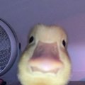 spawnb