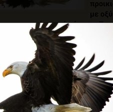 eagle2020