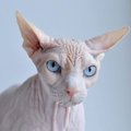 6_Demon_6