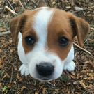 Jack russel puppy