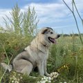 gonkongovi4
