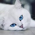 WhiteDownyCat