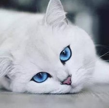 WhiteDownyCat