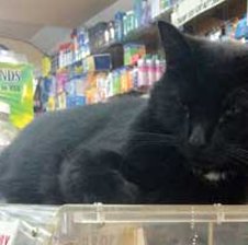 bodegacat