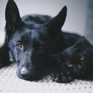 Dog and cat