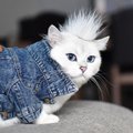 _PUSSYSHOCK_