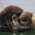 Otteriguesss