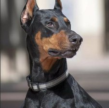 DobermanRuss