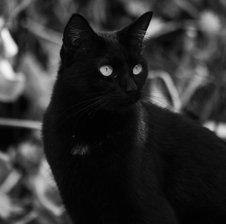 Black_Cat666