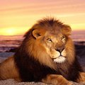 King__Leon