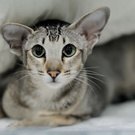 Oriental Shorthair