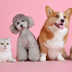 Pet Shelter House ♥