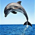 Delfin-555