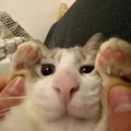 Parasite-