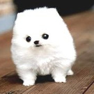 I want puppy ^_^