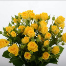 Yellow roses...