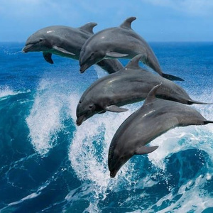 Swimming with dolphins