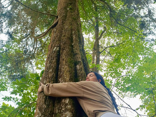trees