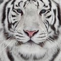 SIMPO-TIGER
