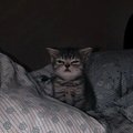 Nightzaki
