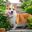 baby corgi❤?