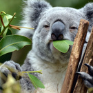 Увидеть коалу