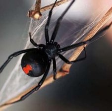 Redbackspyder