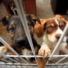 Помощь приюту собак - Helping shelter dogs